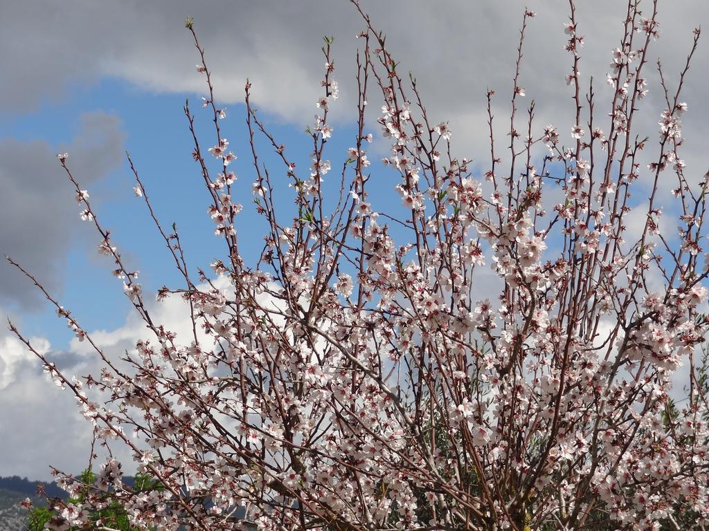 Finca Son Ametler Ξενοδοχείο Moscari Εξωτερικό φωτογραφία