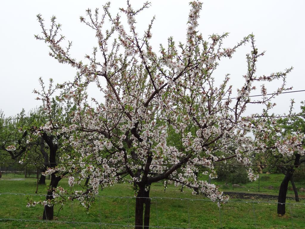 Finca Son Ametler Ξενοδοχείο Moscari Εξωτερικό φωτογραφία