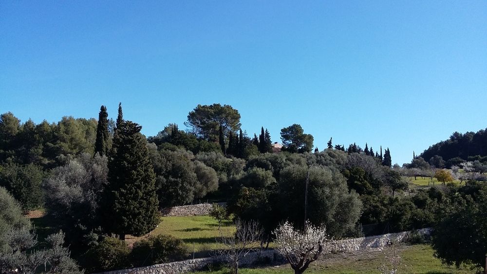 Finca Son Ametler Ξενοδοχείο Moscari Εξωτερικό φωτογραφία